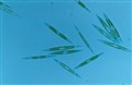 ostron plankton 2.jpg